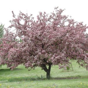 Okrasná jabloň (Malus) ´CORALBURST - CORAL CORE´, výška: 120-150 cm, obvod kmeňa 4/6 cm, kont. C10L (-34°C) - NA KMIENKU